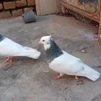 یک جفت طوقی هفرنگ