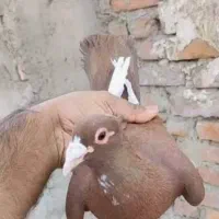 گلی پلنگ زرد پلنگ