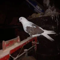 کفتر پشتار.دوکت|پرنده|هریس, |دیوار