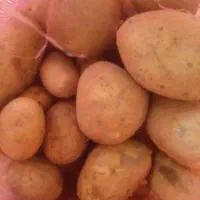 سیب زمینی