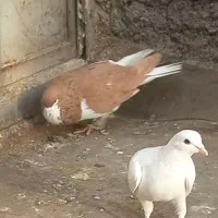 کبوتر زاتدار