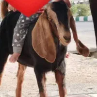 گمشده درلیکک|حیوانات|لیکک, |دیوار