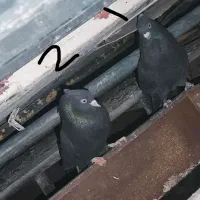 5 عدد کبوتر|پرنده|دهدشت, |دیوار