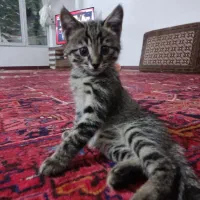 ۲عدد بچه گربه نر ۲ماهه خانگی|گربه|تبریز, |دیوار