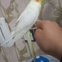 عروس هلندی لوتینو نر دستی مست مست درشت ضمانتی|پرنده|مشهد, طبرسی شمالی|دیوار