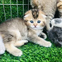 تعدادی توله گربه اسکاتیش|گربه|مشهد, وکیل‌آباد|دیوار