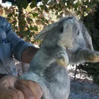 دو عدد خرگوش از نژتد لوپ|موش و خرگوش|خمینی‌شهر, |دیوار