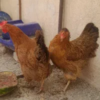 مرغ تخم گذار