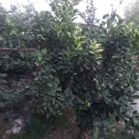 کارهای باغبانی وفضای سبز