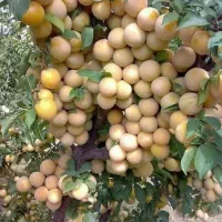 کاشت انواع نهال ها. رنگ کردن تنه درختان . چال کود|خدمات باغبانی و درختکاری|سقز, |دیوار