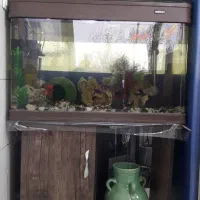 آکواریوم با ماهی|ماهی|مریوان, |دیوار