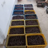 پیارم درجه یک خوب  گوشتی درشت|عمده‌فروشی|جهرم, |دیوار