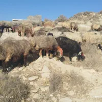 50راس میش آبستن ترکی یک دست جوان با 1قوچ