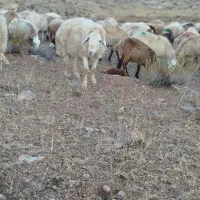قوچ‌موقانی‌خوب‌