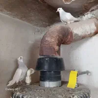 کفتر طوقی آبی|پرنده|مشهد, ابوذر|دیوار