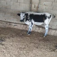 گاو فروشی جنگلی