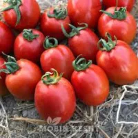 بوته تیلیکی گوجه بروجرد باتعدادبالا.