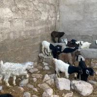 ۱۸عدد کهره نرماده کردی اصیل همه دوقلو و بره شیری|حیوانات مزرعه|کرمان, |دیوار