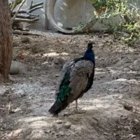 تاووس گم شده
