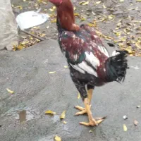 خروس|حیوانات مزرعه|سیاهکل, |دیوار