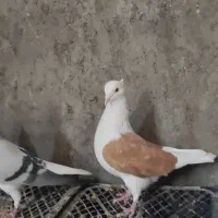 پشت زرد ماده|پرنده|تاکستان, |دیوار