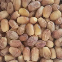 فروش خرما زاهدی قصب جهرم