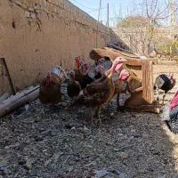 تعدادی بوقلمون بوربون و برنز|حیوانات مزرعه|بوکان, |دیوار