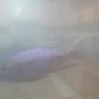 تعداد ۷ عدد ماهی گوشتخوار|ماهی|کرج, شهرک امام رضا (ع)|دیوار