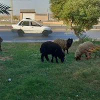 بره نروماده