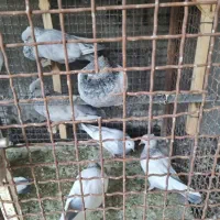 کبوترسینه ابی و سینه سبز