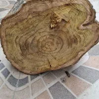 تنه درخت توت