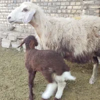 دوعدد کوسفند جنی یکی مطفل یکی مضرع