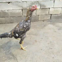 خروس لاری افغان
