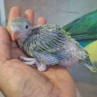 جوجه طوطی  ملنگو