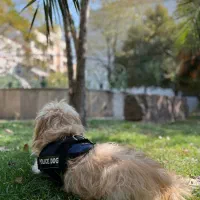 سگ پیدا شده در پردیس