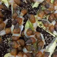 حلزون برای حلزون تراپی
