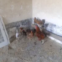 مرغ