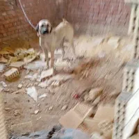 سگ ماده سرابی|سگ|دهگلان, |دیوار