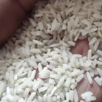 برنج طارم هاشمی محلی امساله و سنگ طارم محلی|خوردنی و آشامیدنی|ساری, |دیوار