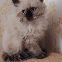 هیمالین اصل پدر مادر وارداتی