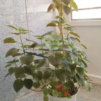 گل طبیعی حسن یوسف بزرگ