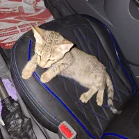 بچه گربه dsh|گربه|بوشهر, |دیوار