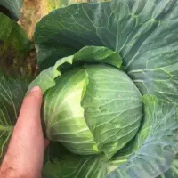 کلم دامی سفید وقرمز