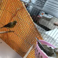یک جفت قناری نروماده