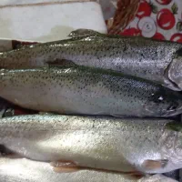 ماهی قزل آلا