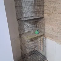 قفس پرنده با لانه عروس هلندی