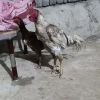خروس و مرغ لاری