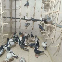 کبوتر بی بام سبزوار