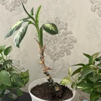 گل انجیری|گل و گیاه طبیعی|بجنورد, |دیوار