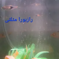 اکواریوم با ماهی و لوازم|ماهی|تهران, خانی‌آباد نو|دیوار